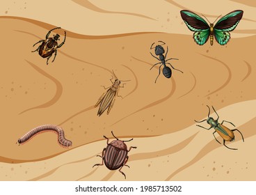 Top view of different types of insect illustration