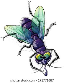 Top view of a disgusting and mocking fly with crazy face, violet body, green wings and bulging eyes while posing, grinning and staring at you