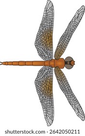 Top view dragonfly isolated on a white background 