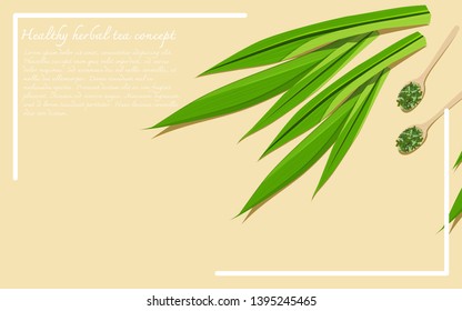 Top view of dried and fresh pandan leaves. Alternative medicine from herbs. Flat lay design vector illustration with copy space.