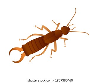 Top view of earwig insect, bug cartoon animal design vector illustration isolated on white background