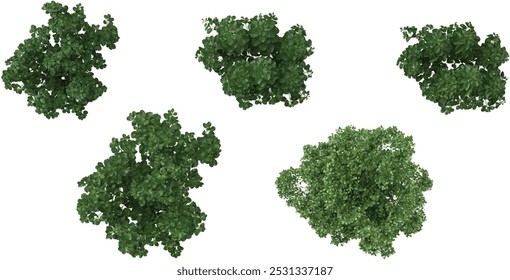 Top view of Euonymus bush Korean Stewartia Trees isolated on white background