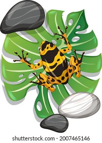Top view of exotic frog on monstera leaf isolated illustration