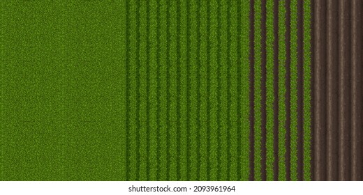 Top view of farm field with green grass and plowed soil. Vector cartoon background of countryside land, plantation with furrow on ground and rows of grow plants