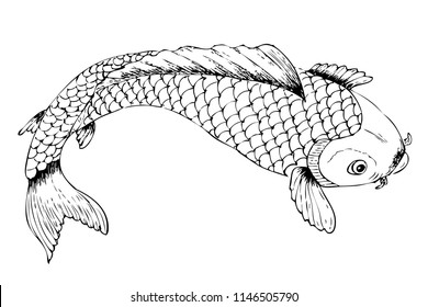 top view or flat lay hand draw sketch koi fish