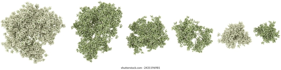 Top view of Flax-leaved paperbark trees cutout backgrounds 3d rendering png