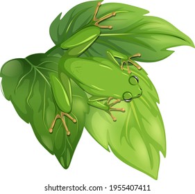 Top view of a frog on leaf isolated on white background illustration