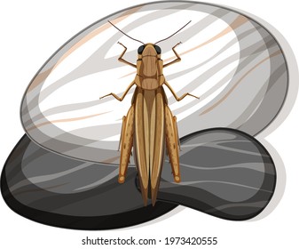 Top view of grasshopper on a stone on white background illustration