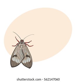 Top view of gray moth, sketch illustration isolated on background with place for text. color Realistic hand drawing of moth butterfly insect on white background