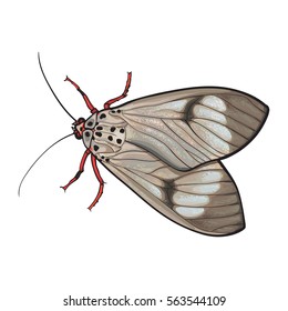 Top view of gray moth, sketch illustration isolated on white background. color Realistic hand drawing of moth butterfly insect on white background