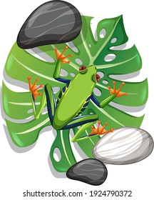 Top view of a green frog on monstera leaf isolated illustration