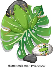 Top view of a green frog on monstera leaf isolated illustration
