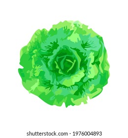 Top view of green head cabbage vegetable isolated on white background, fresh verdant leaf organic food plant vector illustration.