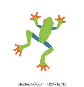 Top view of green tree frog with orange sticky feet. Cute jungle character isolated on white background. Childish colored flat vector illustration of Amazon animal