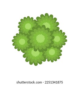 Top view of group of coniferous trees or bushes vector illustration. Plant element for garden, forest or park plan or map isolated on white background. Ecology, landscape design concept