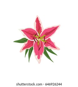 Top view hand drawn  pink lily flower. Vector illustration isolated on white background for wedding invitation and other design