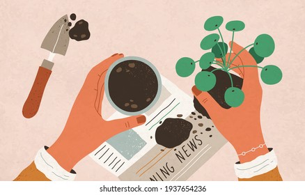 Top view of hands replanting Pilea Peperomioides into pot with soil. Interior plant care and transplanting. Home gardening and horticulture. Colored flat vector illustration of houseplant removing