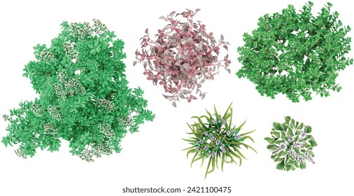 From top view Heptacodium miconioides,Hosta Fortunei,ImpatiensWallerana,Iresine herbstii Kalmia,Iris flower isolate backgrounds 3d rendering png file