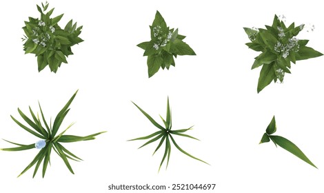 Top view of Himalayan foxtail lily Eremurus himalaicus,Eupatorium serotinum plants  isolated on white background