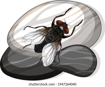 Draufsicht auf dem Haus Fliege auf einem Stein auf weißem Hintergrund, Vektorgrafik