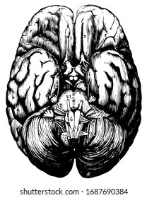 Vista superior del cerebro humano, dibujo vintage o ilustración grabadora.