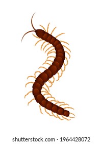 Top view illustration on centipede cartoon insect design vector illustration isolated on white background