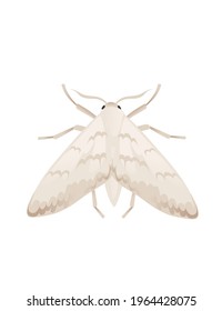 Top view illustration on moth cartoon insect butterfly design vector illustration isolated on white background