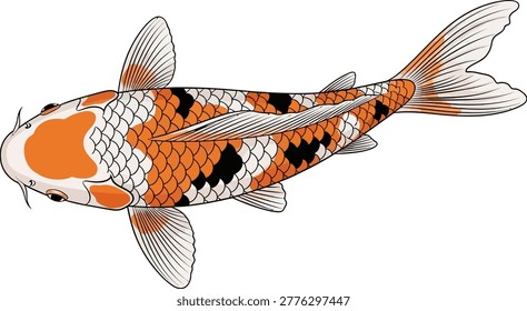 Top view illustration of a vibrant koi fish with distinctive orange, white, and black markings on a clean white background. Aquatic life.