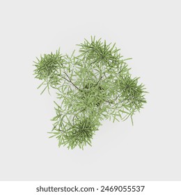 top view of indoor plants for interior decoration