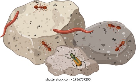 Top view of insect and millipede on stones leaf isolated illustration