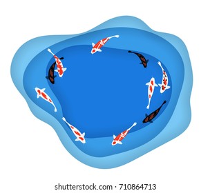 top view of koi fish in aquarium