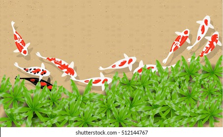 top view Koi fish  on aquarium with grass