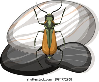 Top view of malachius aeneus on a stone on white background illustration