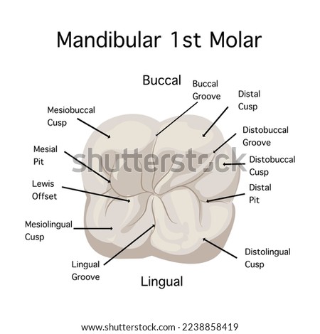 Top view of Mandibular 1st Modal anatomy on white background.Maxillary right first molar oral anatomy.Vector flat design of representatives for study  of cusp base area in maxillary permanent modal.