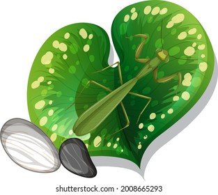Top view of mantis on a leaf isolated illustration