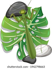 Vista superior de una mantis en la ilustración aislada de la hoja de monstera