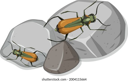 Top view of many malachius aeneus insect on stones illustration