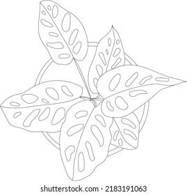 Top view of a monstera house plant. Vector potted plant. 