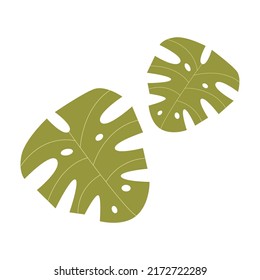Top view of monstera palm leaves on isolated white background.Vector illustration cartoon flat style.