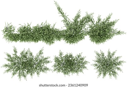 Top view of Myoporum parvifolium,Yareena on isolated transparent background Collection
