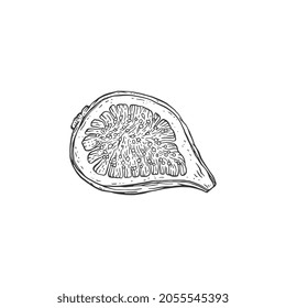 Top view on fresh fig fruit cut in half, engraving hand drawn vector illustration isolated on white background. Sweet fig plant fruit for food and drink packs.