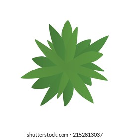 Top view palm leaves tree isolated on white background. Vector illustration