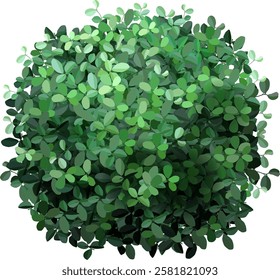 Top view of a perfectly spherical bush with many small green leaves, creating a dense and vibrant foliage, isolated on a white background, suitable for architectural or landscaping visualization