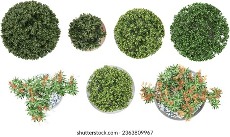 Top view of Pieris Japonica Forest Flame,Euonymus japonicus,Laurus Nobilis isolated transparent background collection