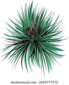 Vista superior pinheiro galho com cone verde vetor ilustração