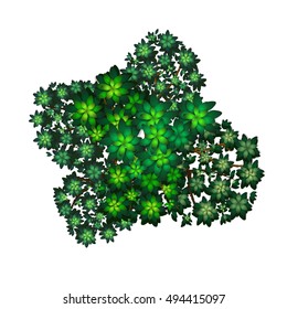  top view plant