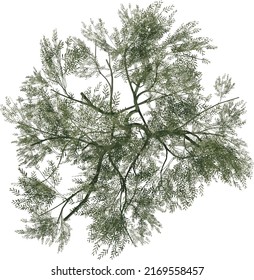 Top view of Plant ( Acacias 1) Tree png illustration vector	