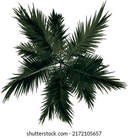 Top view plant ( Alexander palm Tree Palm 1) illustration vector	