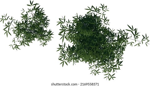 Top view of Plant (Bamboo 2) Tree illustration vector	