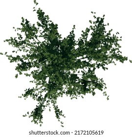 Top view of Plant (Betula papyrifera White Birch 1) Tree illustration vector	